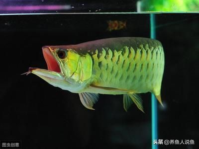 尚志市新洋洋水族店（尚志市新洋洋水族店電話） 尚志市新洋洋水族店（尚志市新洋洋水族店電話） 全國水族館企業名錄 第2張