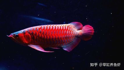 金龍魚和紅龍魚的區別