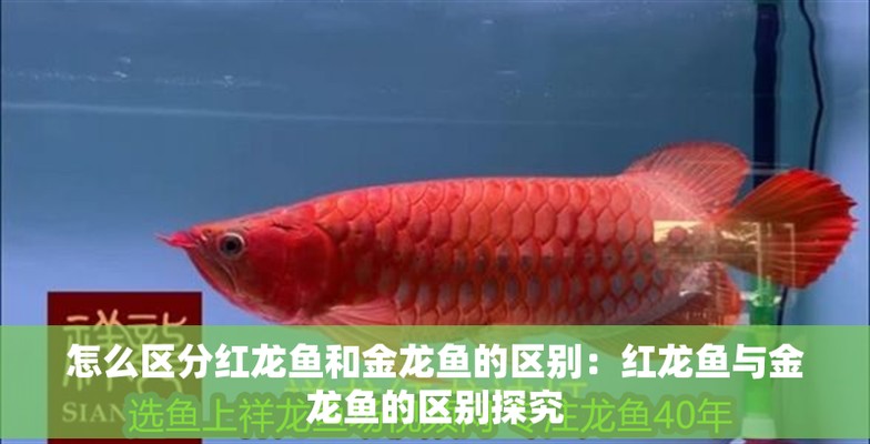 金龍魚和紅龍魚的區別