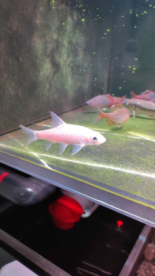 哥拉巴拉苗 哥拉巴拉苗 龍魚論壇