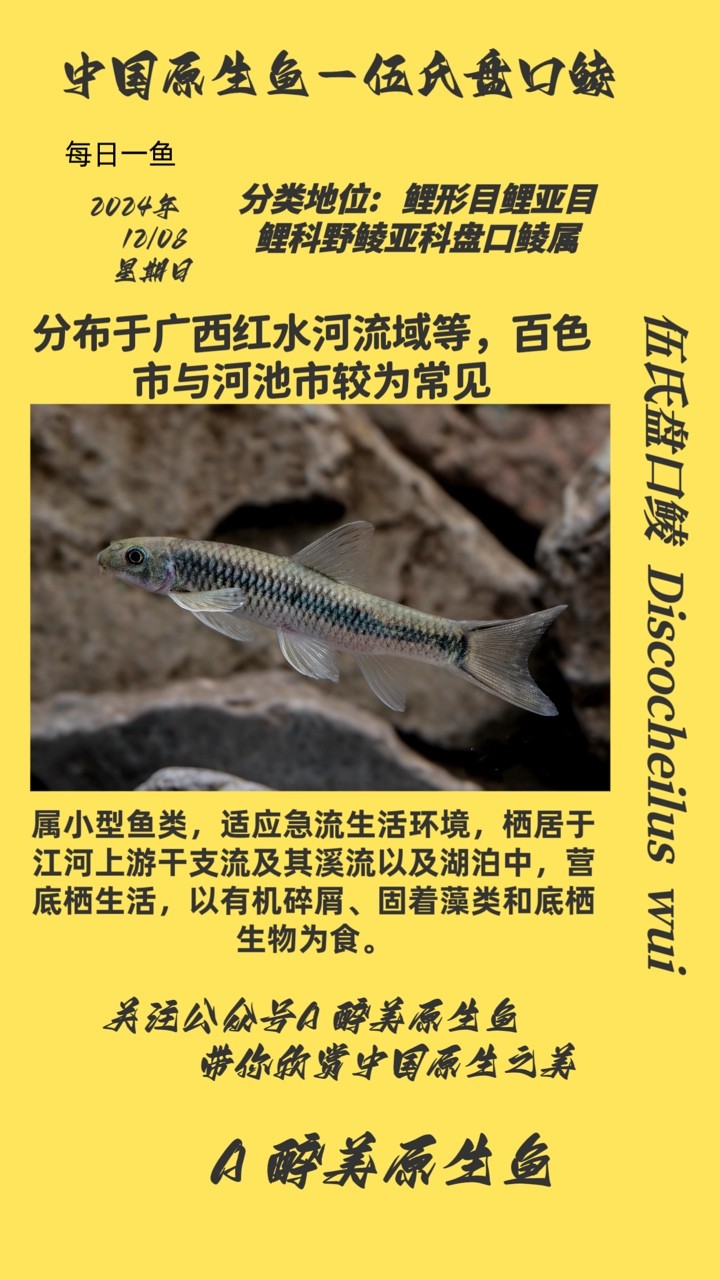 伍氏盤口鯪