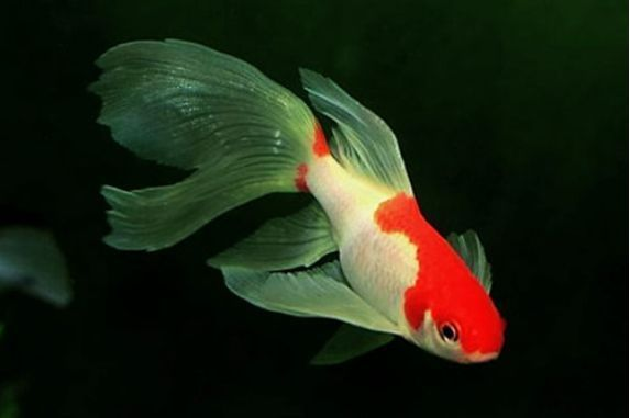 銅仁市碧江區森森水族館