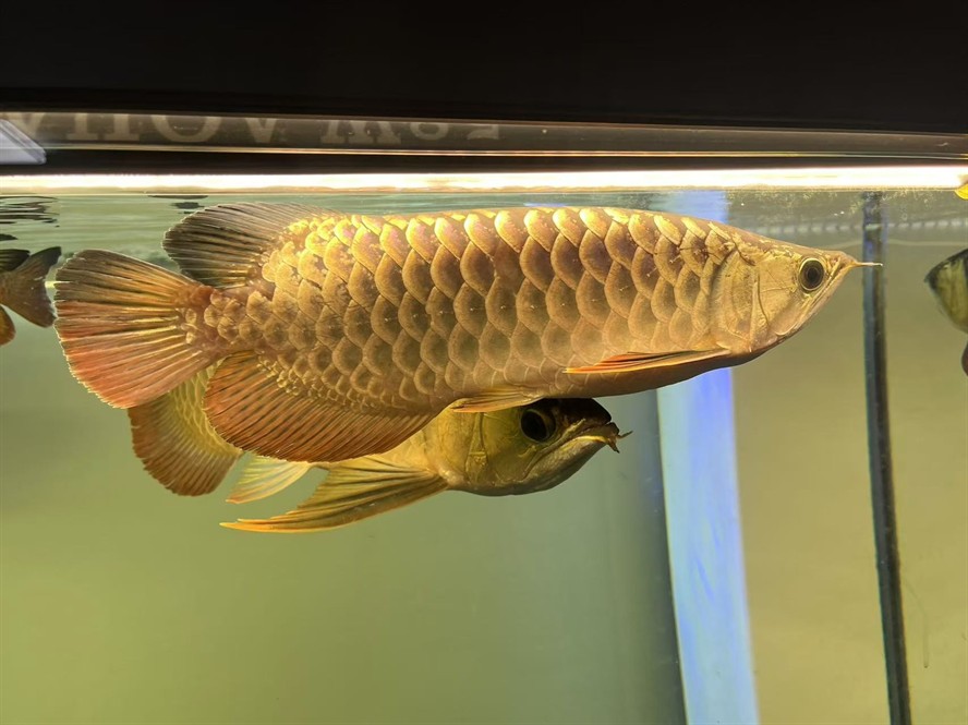 九江水族館虎魚的種類轉載 九江水族館虎魚的種類轉載 虎魚百科 第2張