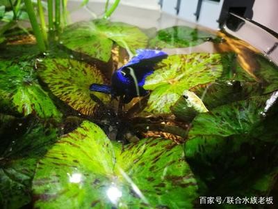 伊寧市金山水族中心 全國(guó)水族館企業(yè)名錄 第2張 伊寧市金山水族中心 伊寧市金山水族中心 全國(guó)水族館企業(yè)名錄 第2張