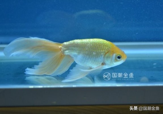 十大最漂亮金魚排名 十大最漂亮金魚排名 龍魚百科 第3張