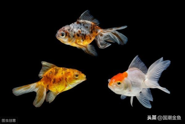 十大最漂亮金魚排名 十大最漂亮金魚排名 龍魚百科 第2張