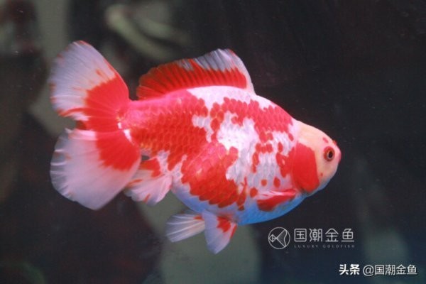 十大最漂亮金魚排名 十大最漂亮金魚排名 龍魚百科 第4張