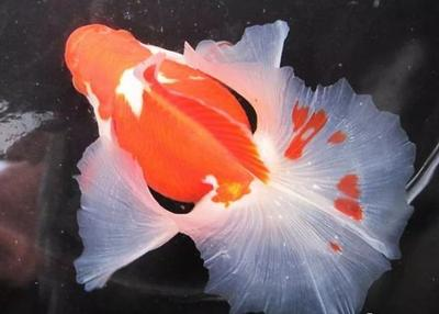 十大最漂亮金魚排名 十大最漂亮金魚排名 龍魚百科 第5張