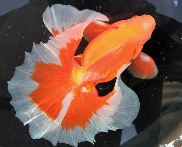 十大最漂亮金魚排名 十大最漂亮金魚排名 龍魚百科 第6張
