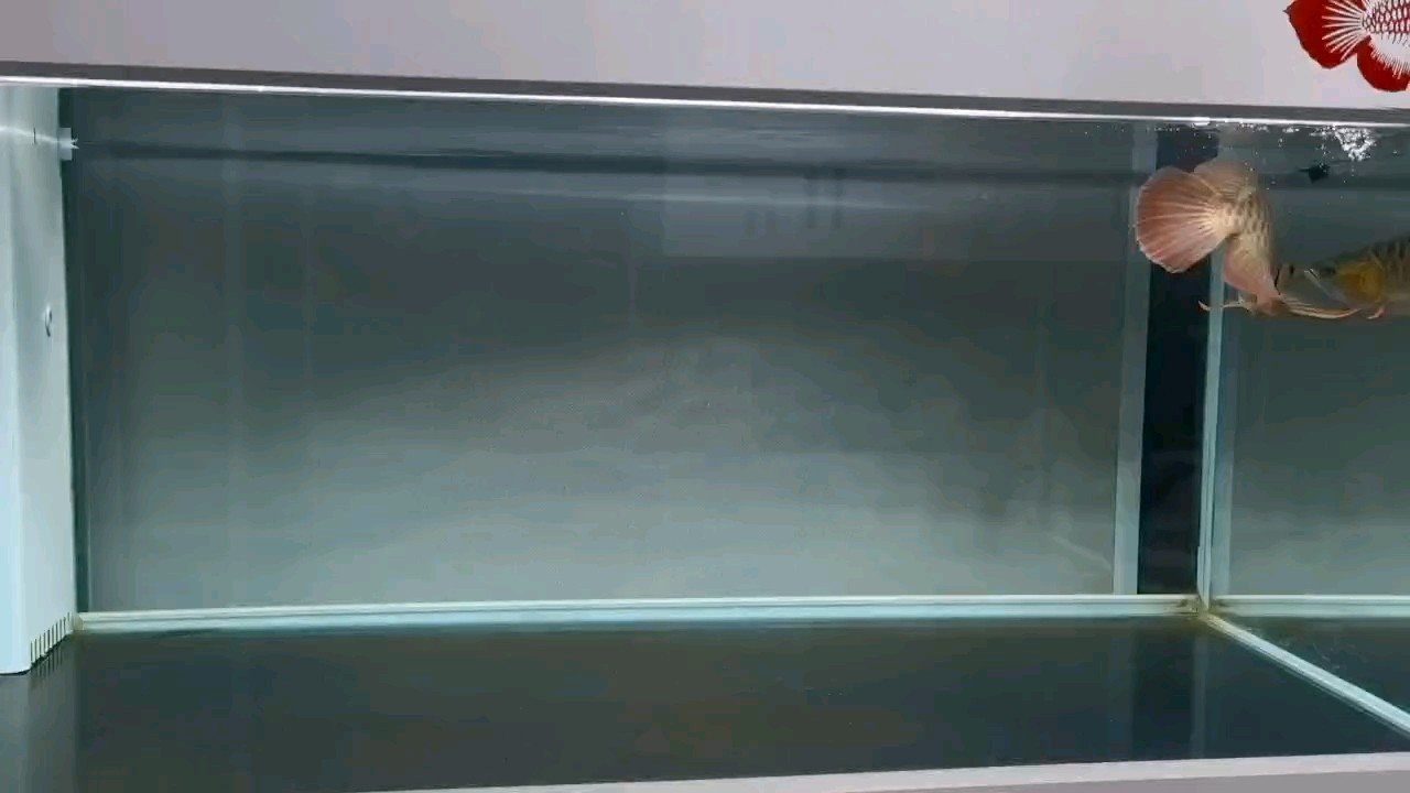 獵殺時(shí)刻—喂食 獵殺時(shí)刻—喂食 龍魚論壇