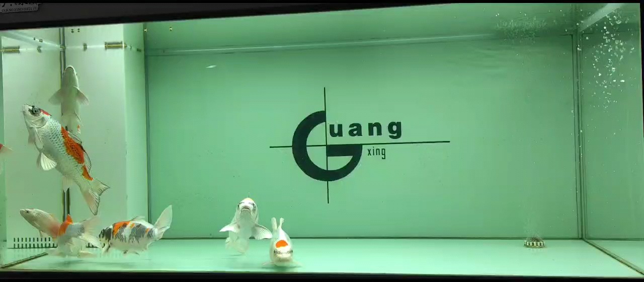 一缸不一樣的錦鯉