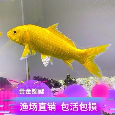 福魚水族魚缸價格多少（福魚水族魚缸價格多少錢）