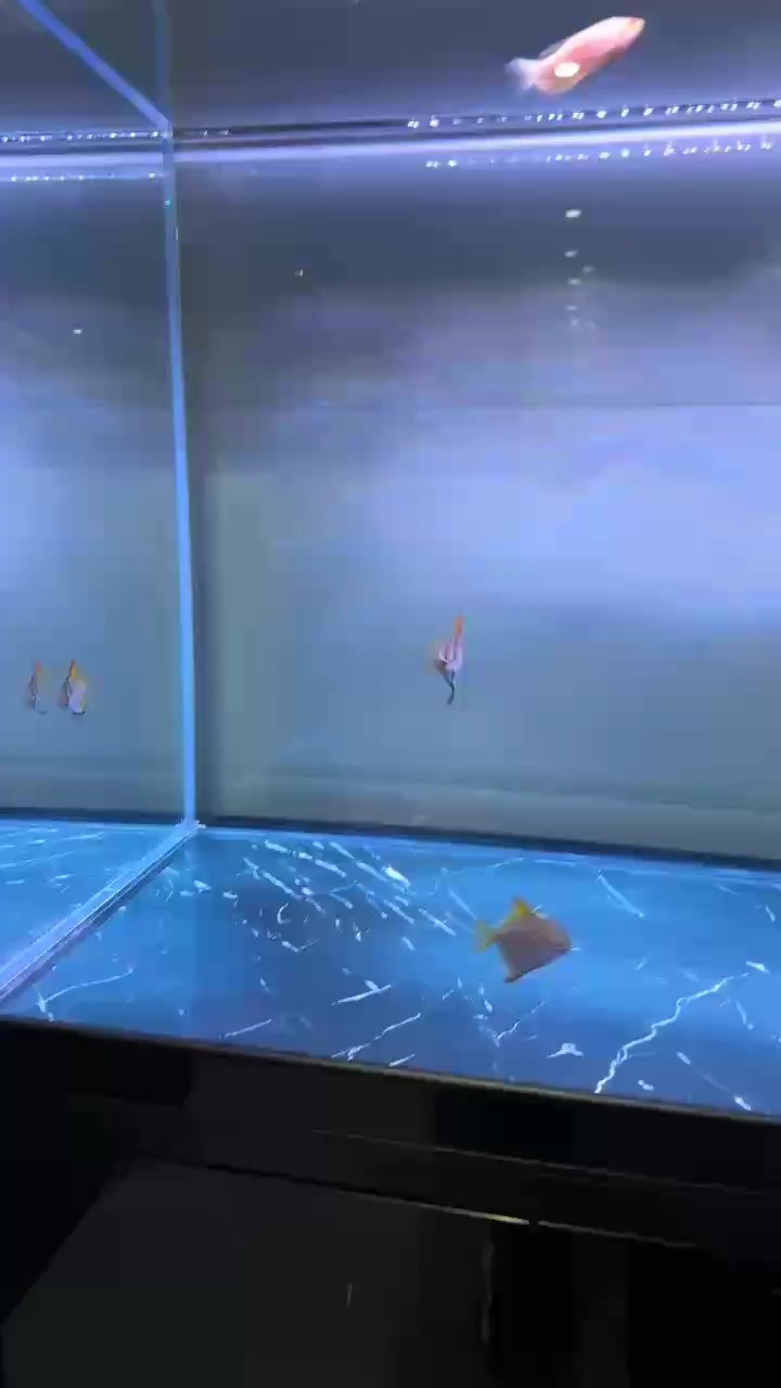 黃鯧魚配龍失敗