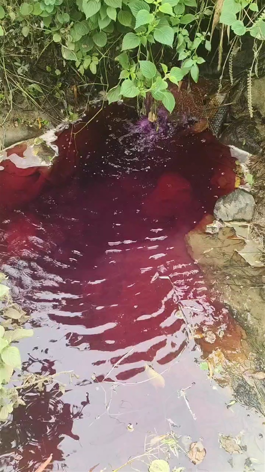 西溝