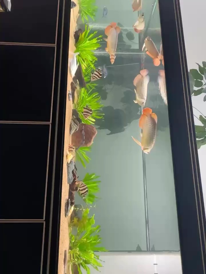 虎的狀態好起來了