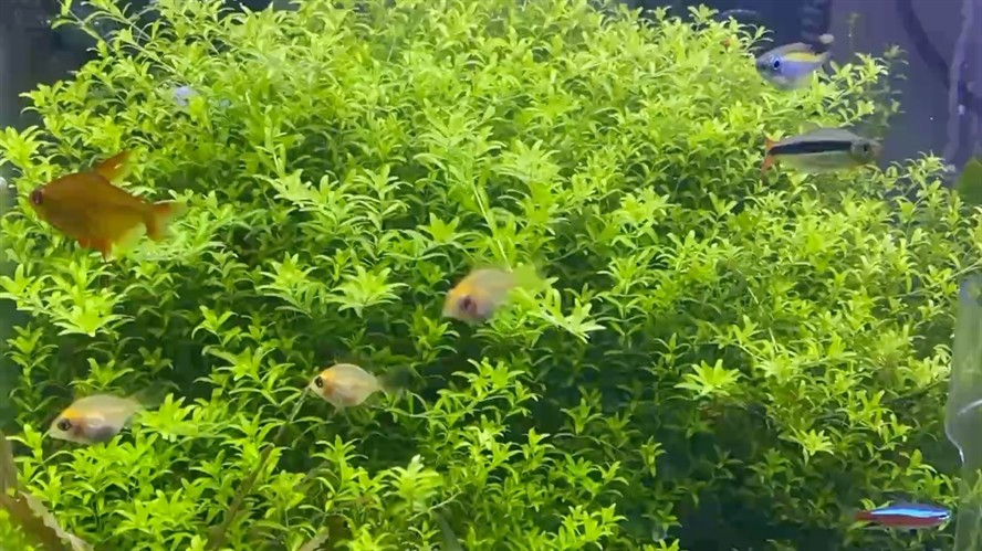 茂盛的草