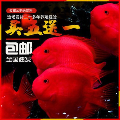撫順紅龍魚價格2688貴嗎？ 撫順紅龍魚價格2688貴嗎？ 紅龍魚百科 第2張
