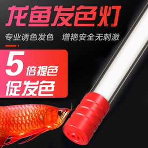 日本龍魚發色燈
