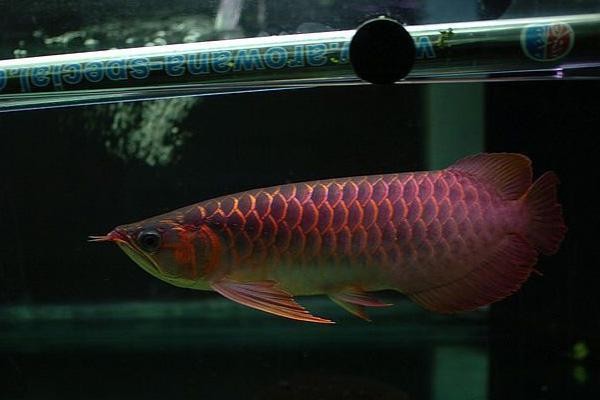 日本龍魚發色燈 日本龍魚發色燈 龍魚百科 第4張