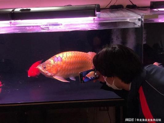 龍魚種類介紹