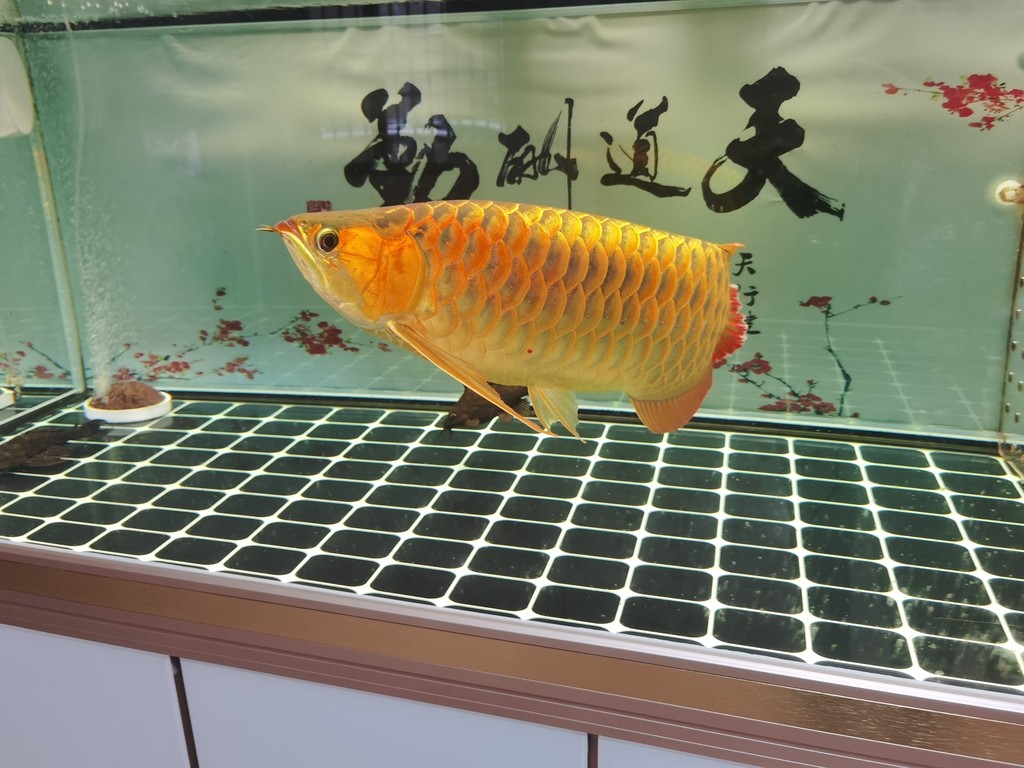 大魚魚缸什么牌子的好(大型魚缸什么牌子的好)