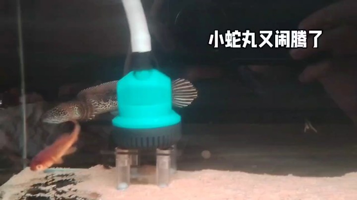 細狗型身材的小蛇丸，愛了愛了[ciya]