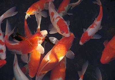方正縣帥方花卉水族館（方正縣帥方花卉水族館電話）