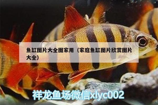 石河子市小魚兒水族館（石河子市小魚兒水族館電話）