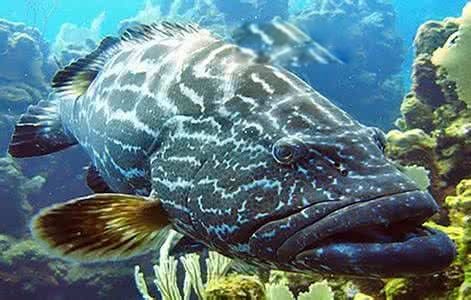 龍躉魚 龍躉魚 龍魚百科 第5張