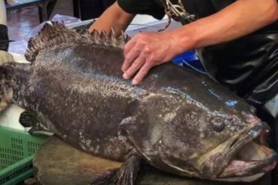 龍躉魚 龍躉魚 龍魚百科 第3張