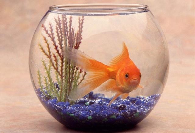 水鴉魚缸國家禁止了嗎