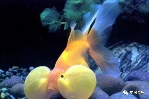 10大名貴金魚排名