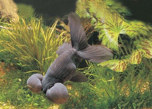 10大名貴金魚排名