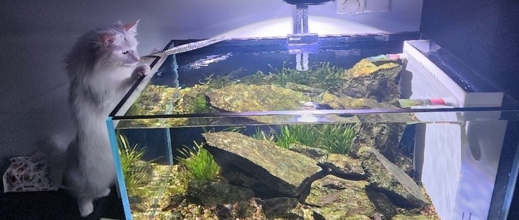 魚缸哪種好