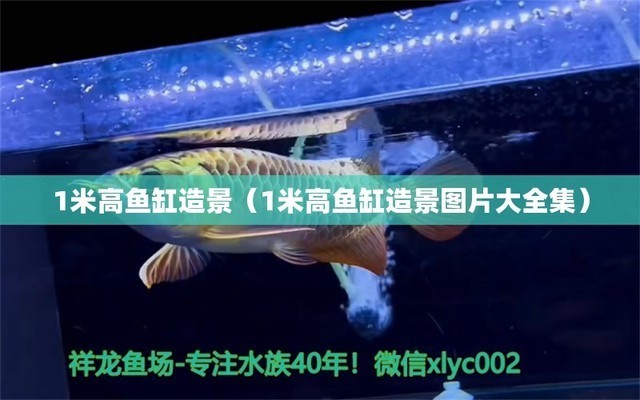 龍魚干蝦有營養嗎 博特拉大學回國好找工作嗎(博特拉大學回國認可度高嗎) 博特水族 博特拉大學回國好找工作嗎(博特拉大學回國認可度高嗎) 博特拉大學回國好找工作嗎(博特拉大學回國認可度高嗎) 博特水族