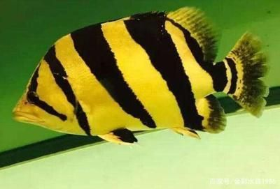 金龍魚最忌三種顏色