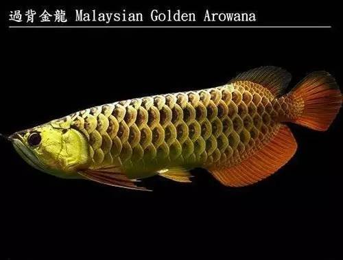 龍魚(yú)分幾個(gè)品種 龍魚(yú)分幾個(gè)品種 龍魚(yú)百科 第5張