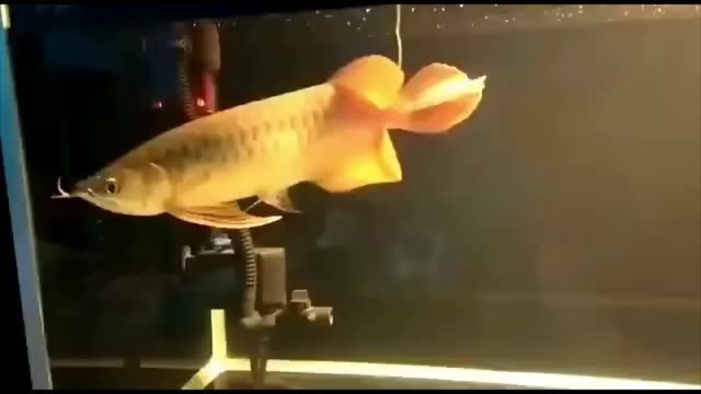南通紅龍魚價格2688貴嗎？ 南通紅龍魚價格2688貴嗎？ 紅龍魚百科 第4張