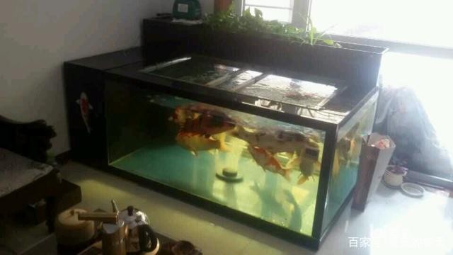 重慶南坪哪里有賣(mài)魚(yú)缸的地方?。ㄖ貞c南坪哪里有賣(mài)魚(yú)缸的地方啊電話）