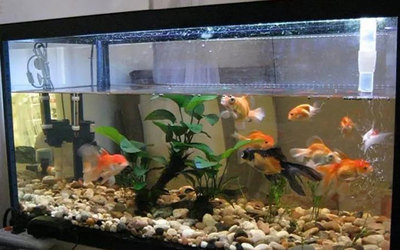 1.5米50寬的魚缸可以養幾條金龍