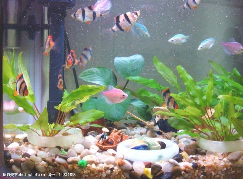 晉城市城區鑫戀鑫水族館（晉城市鑫水灣主題酒店） 晉城市城區鑫戀鑫水族館（晉城市鑫水灣主題酒店） 全國水族館企業名錄 第2張