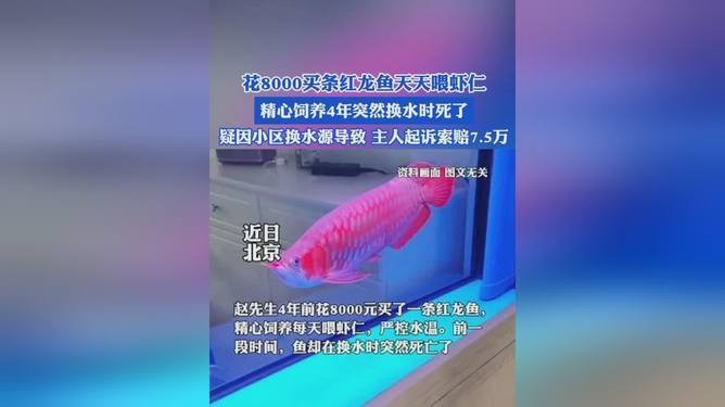 鶴壁紅龍魚價格2688貴嗎？