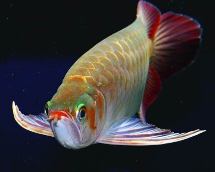 紅龍魚最忌三種顏色