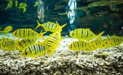 黃花觀賞魚（養(yǎng)黃花魚）