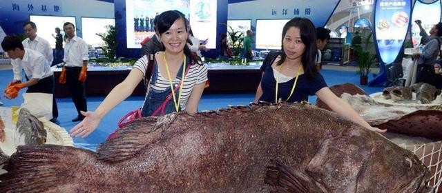 龍躉貴還是石斑魚貴