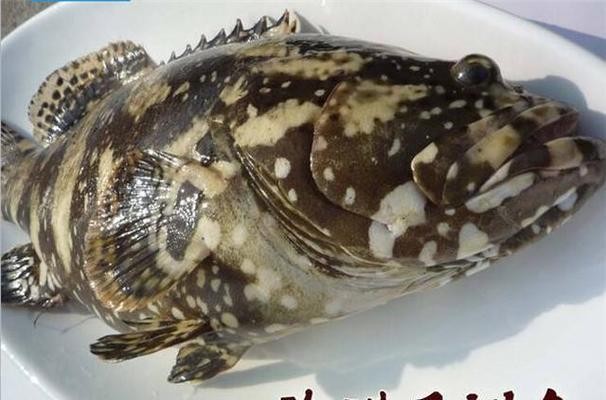 龍躉貴還是石斑魚貴