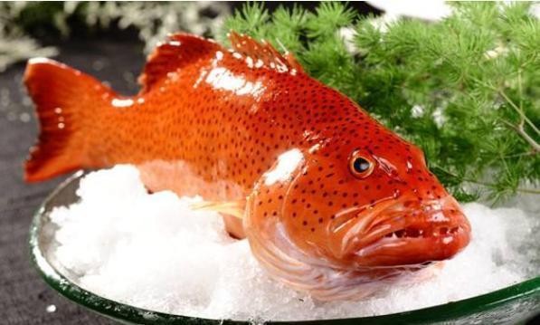 龍躉貴還是石斑魚貴