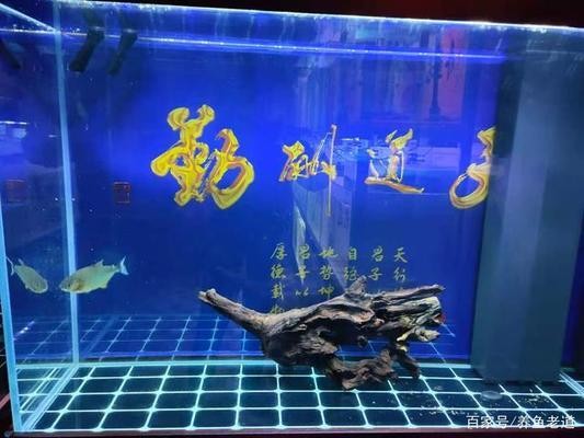 金色龍魚價格行情最新 金色龍魚價格行情最新 觀賞魚百科