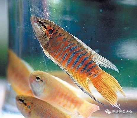 長春魚缸搬運(yùn)多少錢一個(gè)平方米（長春魚缸搬運(yùn)多少錢一個(gè)平方米的）