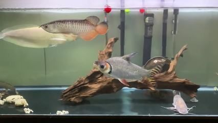 德宏傣族景頗族自治州紅龍魚價格2688貴嗎？